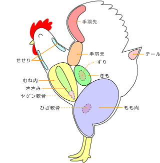 鶏肉　図解